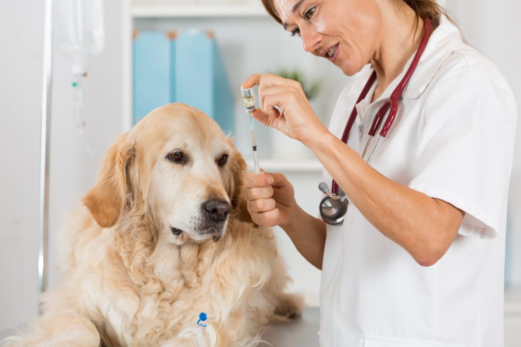 Veterinary giving a Golden Retriever a vaccine.