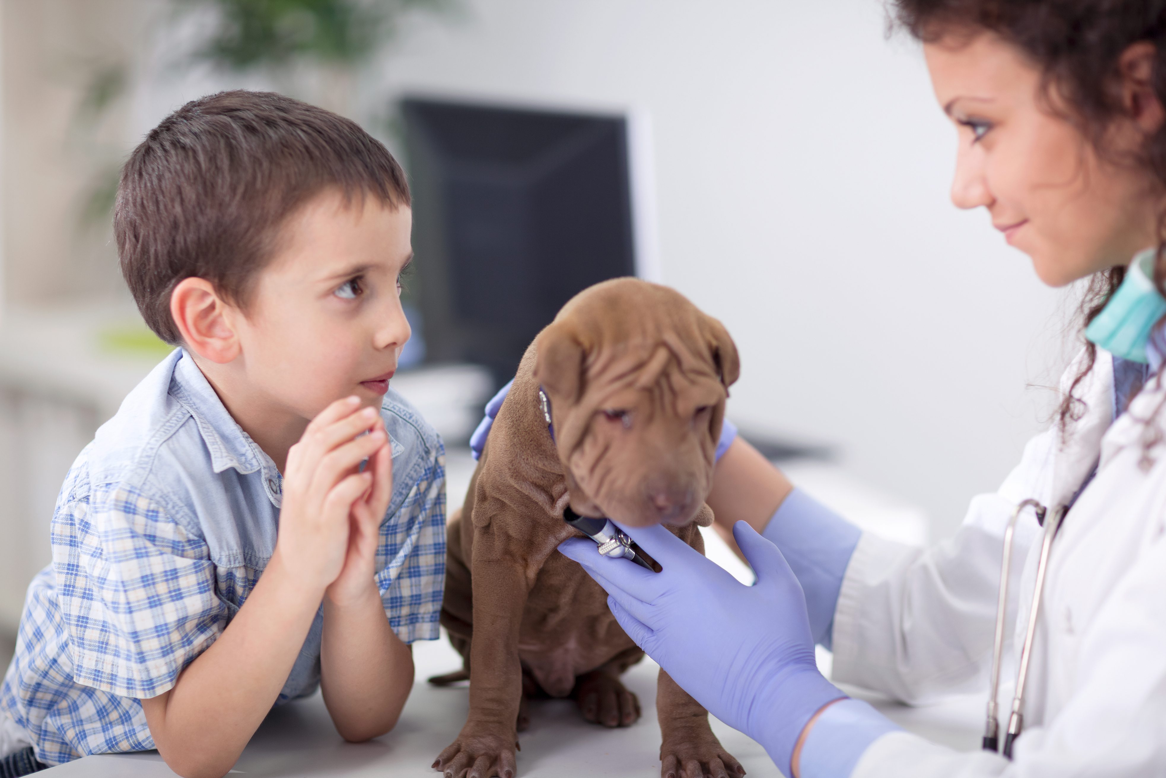 vet with a stethoscope examines Shar Pei dog