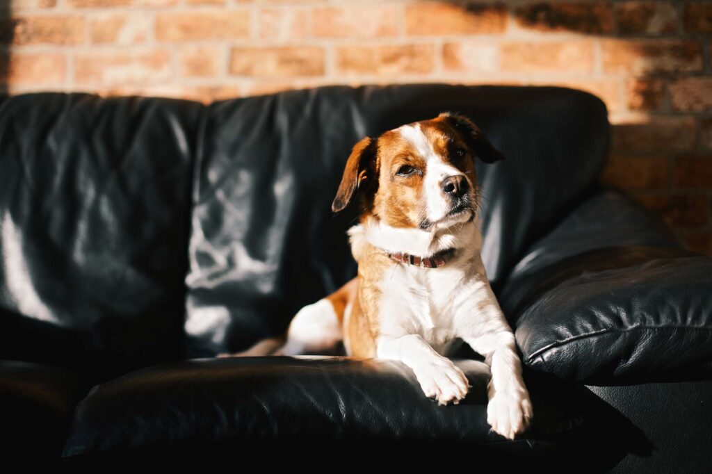 Brown and white dog on black couch.