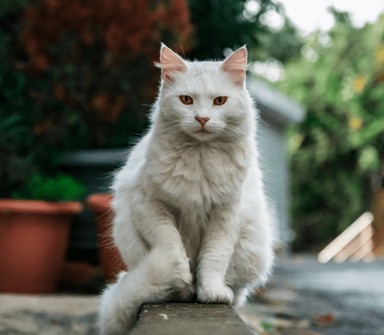 White cat sitting on a ledge.