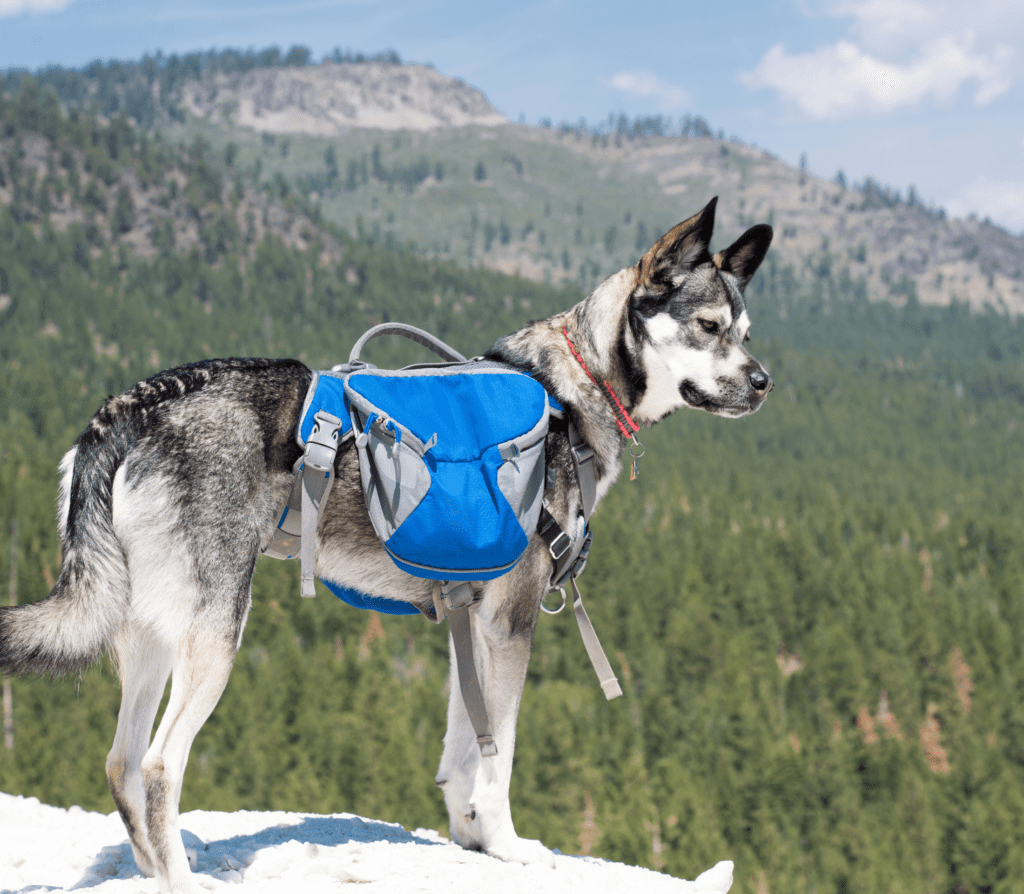 Gray Husky on a hill with a blue hiking pack.