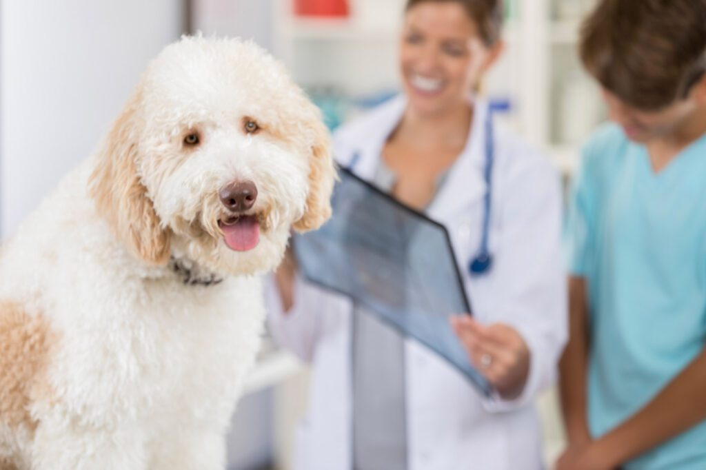 Confident vet examines a dog's x-ray.