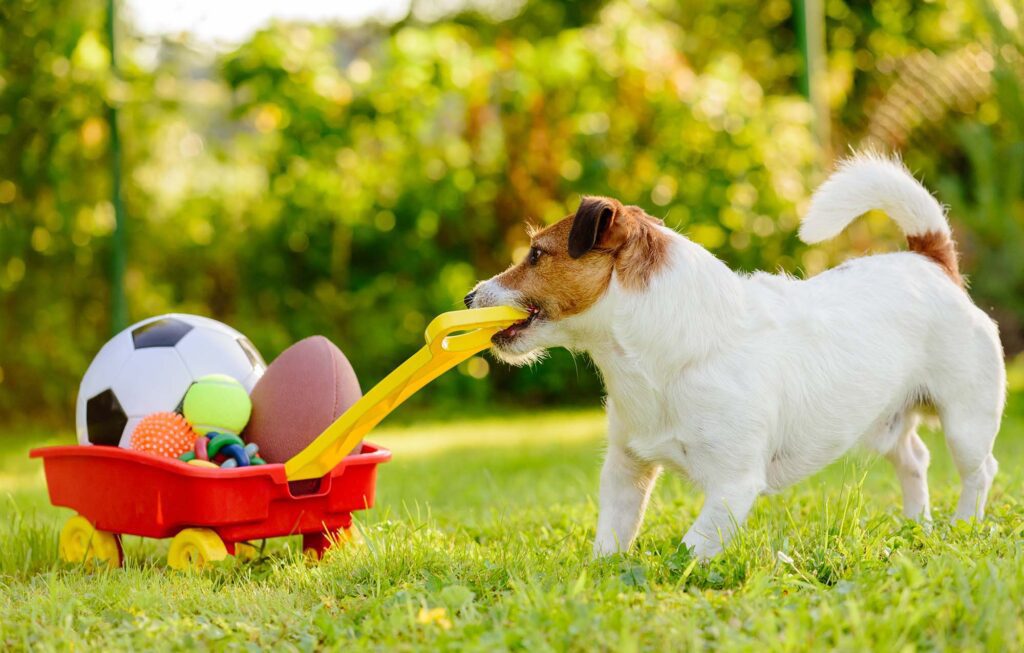 Jack russell pulling cart of toys.