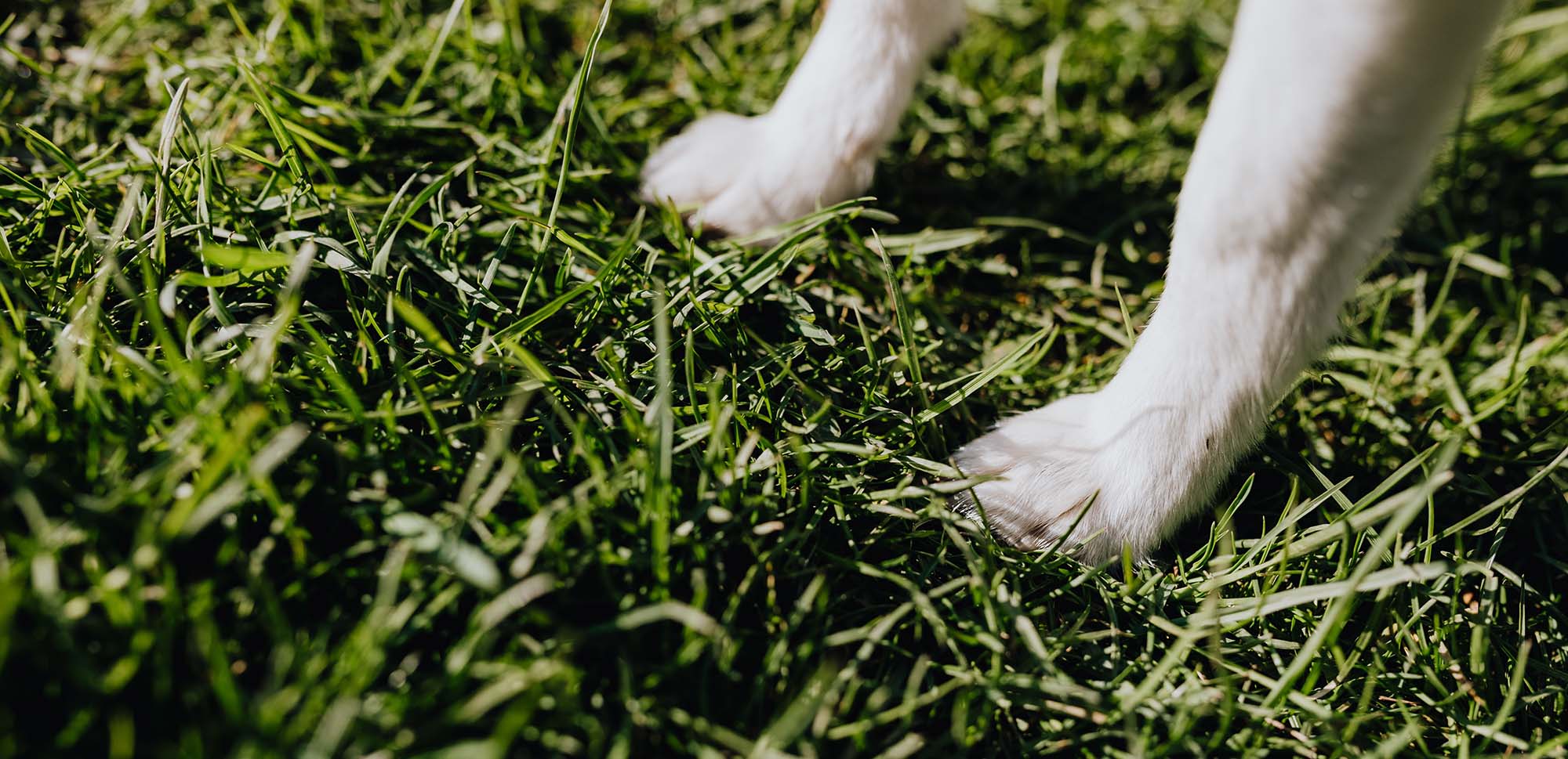 two 2 white dog paws on grass