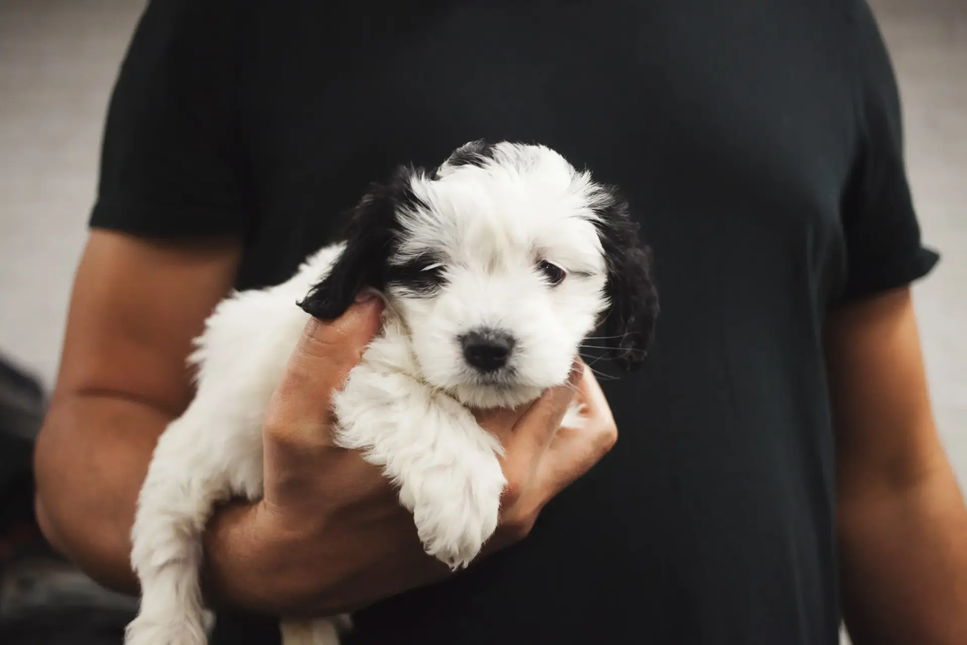 Small puppy with white fur and black spots
