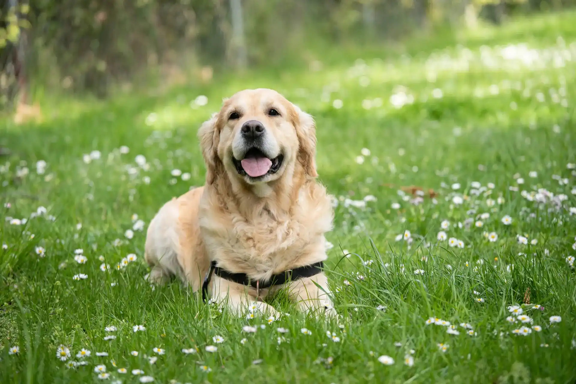 Dog in a field of flowers