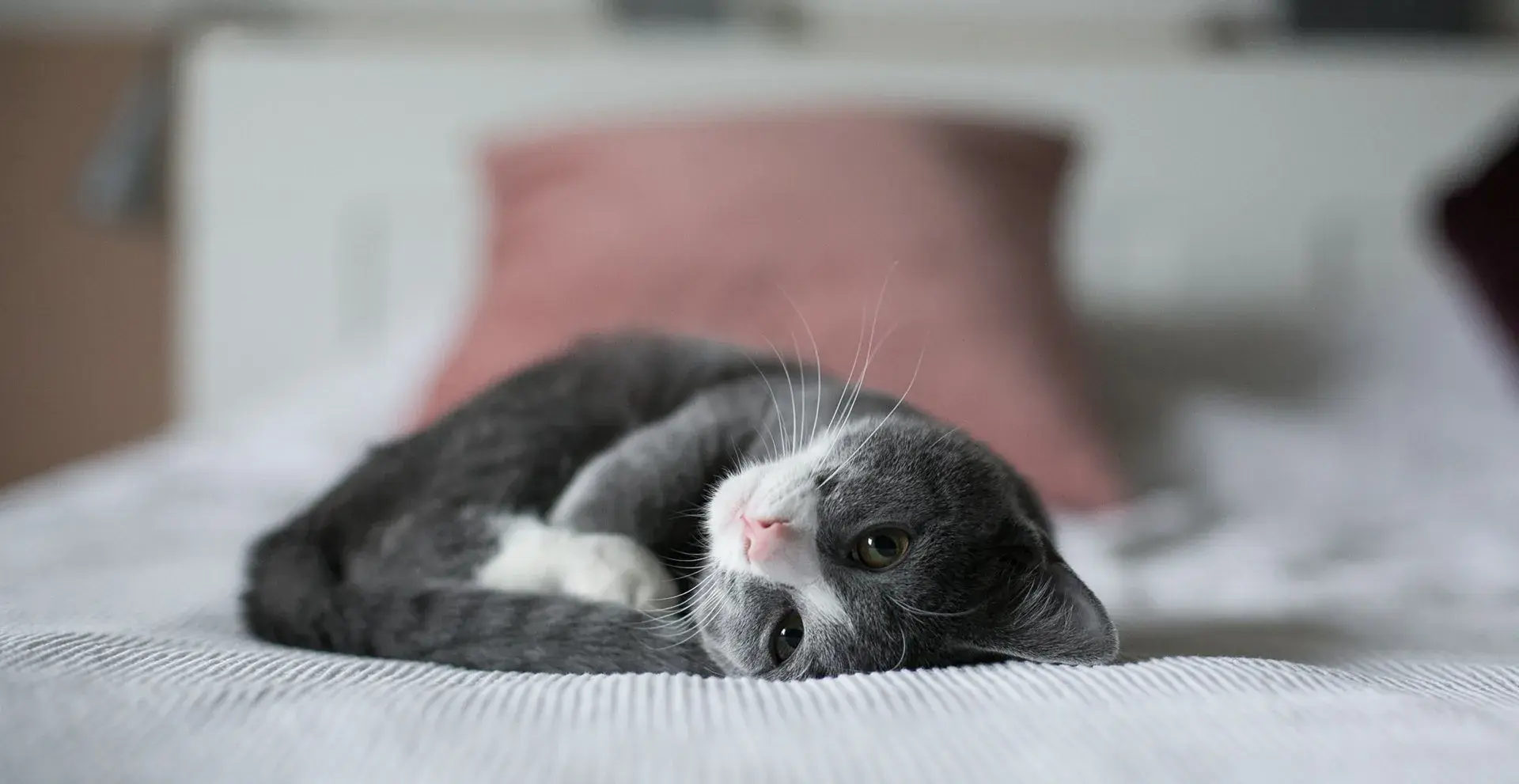Grey and white cat laying down
