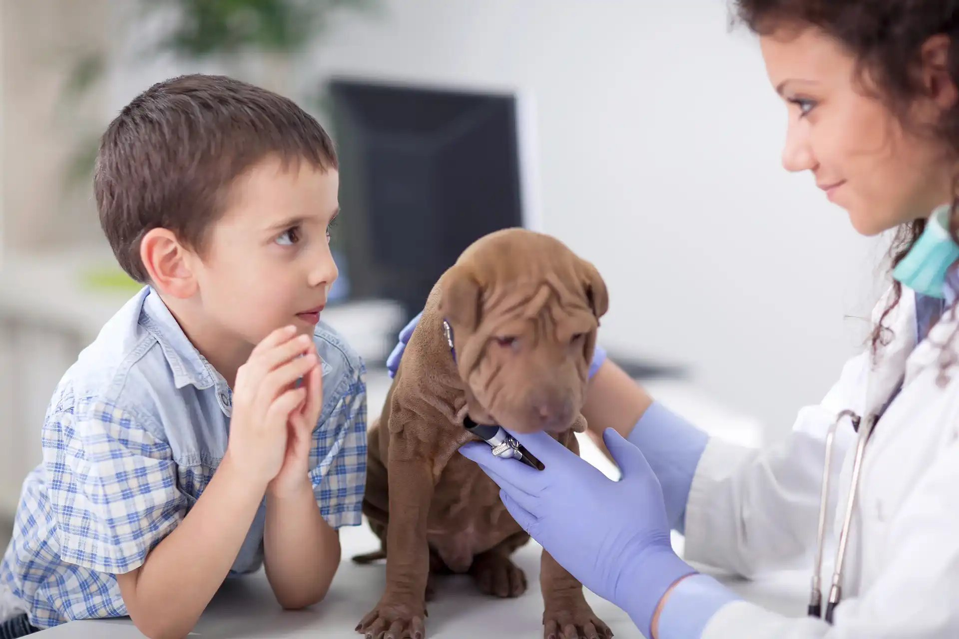 Veterinarian examining a puppy