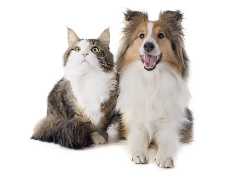 Shetland dog and a main coon cat