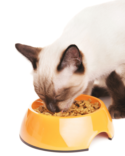 A cat enjoying his meal from a bowl