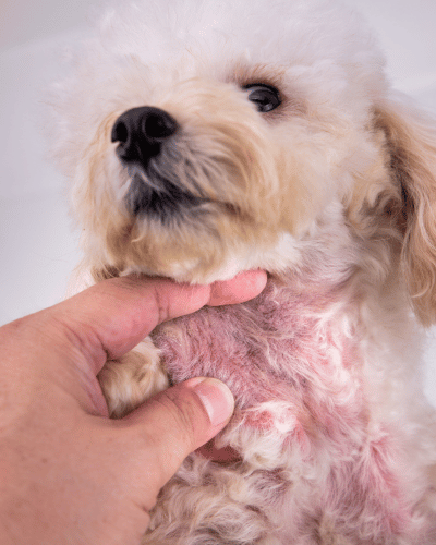 A vet examining dog skin for allergies