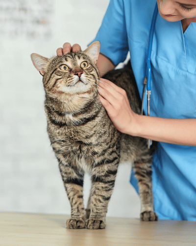 A vet petting a cat