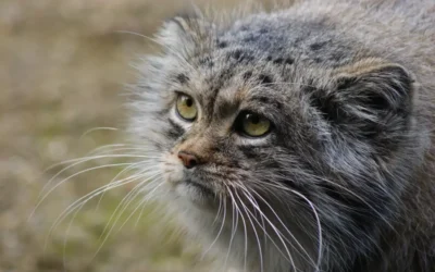 Pallas Cat Day