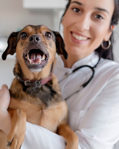 urgent care A cat enjoying his meal from a bowl